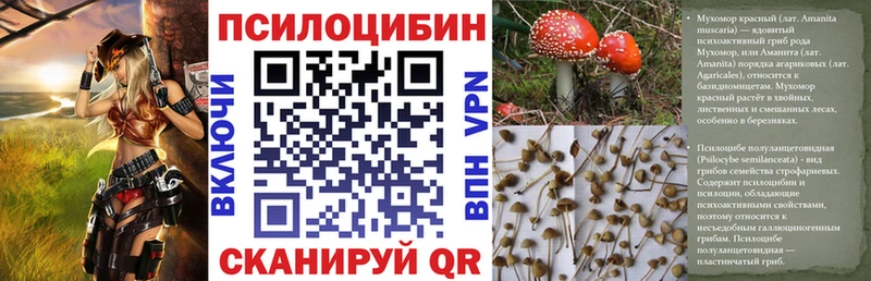 закладки Мураши Псилоцибиновые грибы Psilocybe